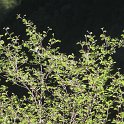 Amelanchier ovalis